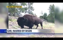 Bizon rzuca 9-latką w parku Yellowstone