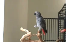 Afrykańska papuga gwiżdże i tańczy do "Always Look on the Bright Side of Life"