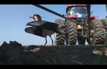 Czajka chroni swoje jaja przed traktorem