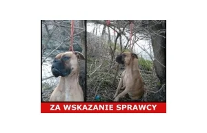 Szukają mordercy psa. 5000 zł nagrody za wskazanie sprawcy.