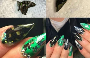 Ozdoby na paznokcie ze skrzydeł motyla! - Blog o zwierzętach