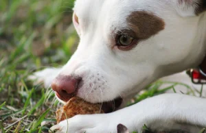 Żywienie psów i kotów – karma sucha czy mokra?