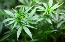 Wielka Brytania największym na świecie producentem legalnej marihuany