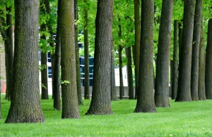 Chińczycy sadzą las wielkości Irlandii