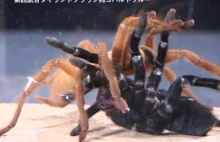 Pająk vs. pająk