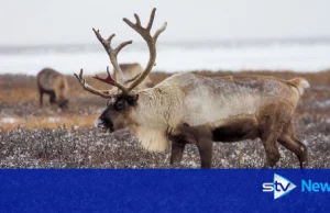 [ENG] Trains kill 106 reindeer in Norway in just three days