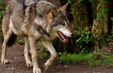 W Bieszczadach odstrzelono wilka który pogryzł dwójkę dzieci