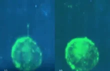 Przełomowe wideo: naukowcy uchwycili moment, w którym komórki 'strzelają'...