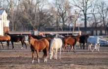 Milionowe straty polskich hodowli koni arabskich