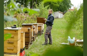 Coraz więcej hodowców pszczół w miastach