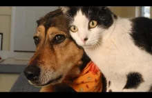 Funny Cats and Dogs...