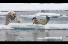 Głodny niedźwiedź polarny zaskakuje leżącą fokę