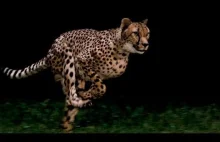 Jak zrobić zdjęcie geparda w pełnym biegu?