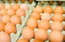 Producent skupował zepsute jaja. Poziom bakterii przekroczony kilkaset razy