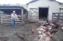 Łapanie kurczaka na kolację w Brazylii