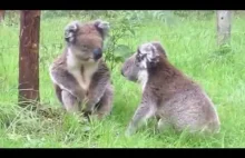 Koala bear. Two Koala Bears lead an interesting conversation