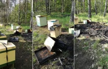Wrocław: Ktoś podpalił ule. Zginęło pół miliona pszczół