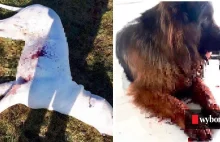 Policjanci strzelili psu prosto w serce, drugiego ranili. DIOZ: Jak oprawcy