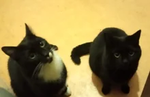 Dwa koty w domu - dają radę? Przekonajcie się! (wideo
