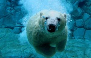 Ciekawa zależność między niedźwiedziami a słoniami w amerykańskim zoo