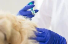 Szczepienie psa: ile kosztuje szczepienie psa i kiedy szczepić?
