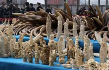 Zniszczono 6 ton kości słoniowej skonfiskowanej przemytnikom