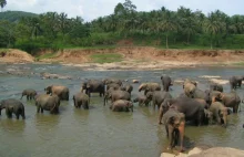 Pijane słonie zdemolowały wioskę. Wypiły ponad 500 litrów alkoholu