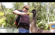 Wielka wojna z emu w Australii