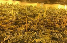 Gigantyczna plantacja marihuany w... schronie atomowym
