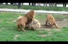 Zoo level Rosja, lwy wypuszczane na wspólny wybieg walczą ku uciesze gawiedzi.