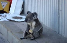 Koala jedzący jabłko.