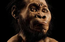 "Homo naledi" Poznajcie Nowego przodka w drzewie rodzinnym !