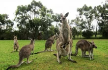 Australia najlepszym miejscem do życia. Polska na szarym końcu