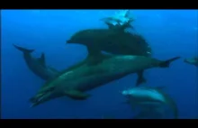 Podwodne polowanie delfinów i ptaków na ławicę ryb