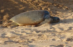 Zagrożony żółw padł przez morskie odpady