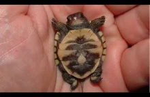 Cutest Baby Turtles - Tiny NewBorn Turtles Compilation...