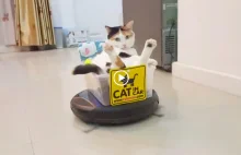 Jak zrobić taksówkę dla kota (VIDEO)