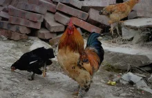 Ukraiński gigant połknie nasze kurczaki