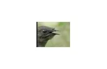 Lirogon - ptak, który potrafi naśladować piłę łańcuchową i autoalarm