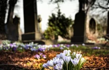 Wszystkich Świętych i Zaduszki: jak znaleźć grób przez internet?