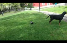 Raven został zaatakowany przez psa