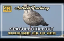 ️ Seagull Chillout | Real 4K Footage | 4K UHD | 2...
