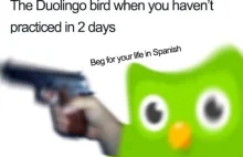 Zielona sowa już po Was idzie – najlepsze memy o Duolingo