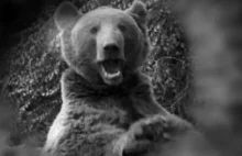 W Imola na północy Włoch odsłonięto pomnik legendarnego niedźwiedzia Wojtka