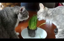 Dwa koty zajadające się specjalnie wyhodowaną trawą dla zwierzaków...
