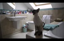Prysznic i dwa Syjamskie koty