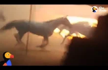Mężczyzna w pośpiechu ratuje konie z pożaru w Kalifornii.