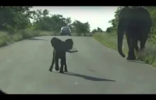 Młody słonik uwierzył w swoją wielkość.