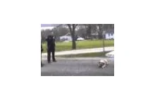 Amerykańscy policjanci bestialsko mordują psa. [via Digg]