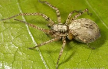 European Society of Arachnology: Spider of the Year 2015